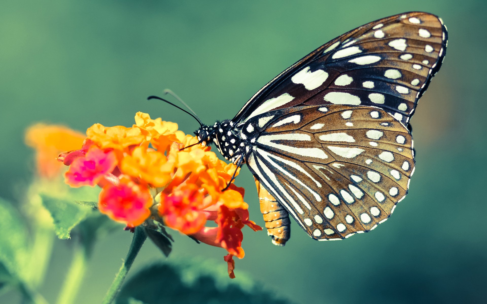 国务院办公厅印发《关于以冰雪运动高质量发展激发冰雪经济活力的若干意见》,推动冰雪