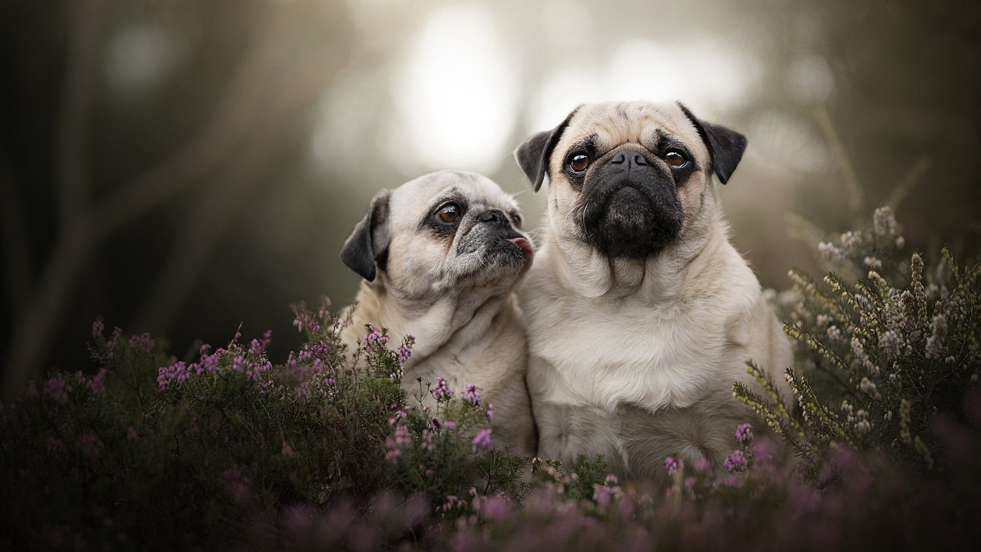 _运动员身体健康与运动表现关系探究_，运动员身体状况