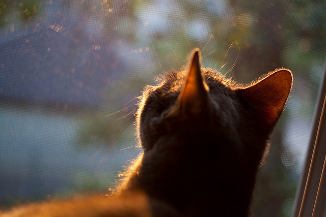 【比赛现场】明星运动员的赛场风采与策略布局，明星跟运动员比赛的节目