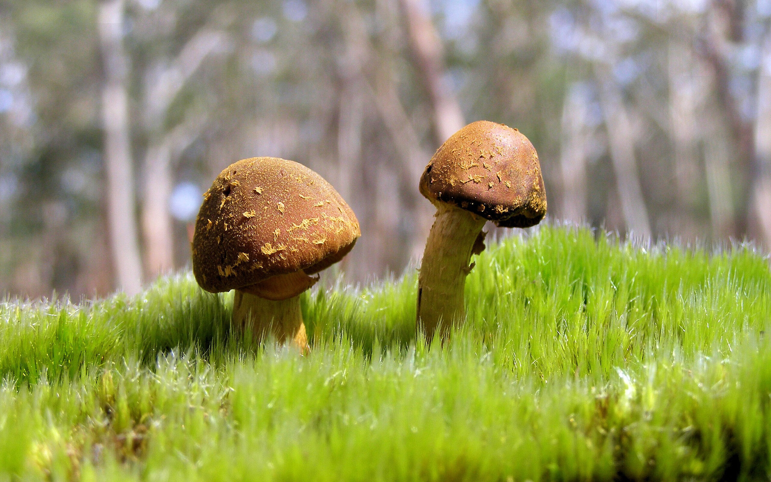 开云体育在线入口-国务院办公厅印发《关于以冰雪运动高质量发展激发冰雪经济活力的若干意见》，推动冰雪