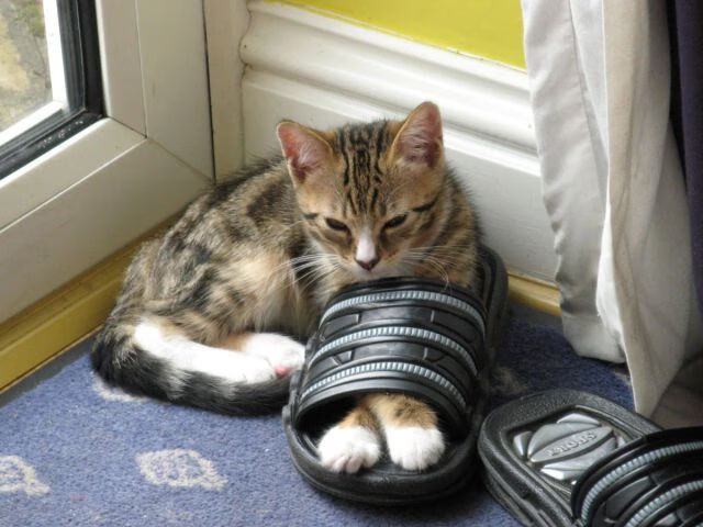 KAIYUNAPP-新人预热：新赛季最被看好的未来之星，未来之星指什么人物